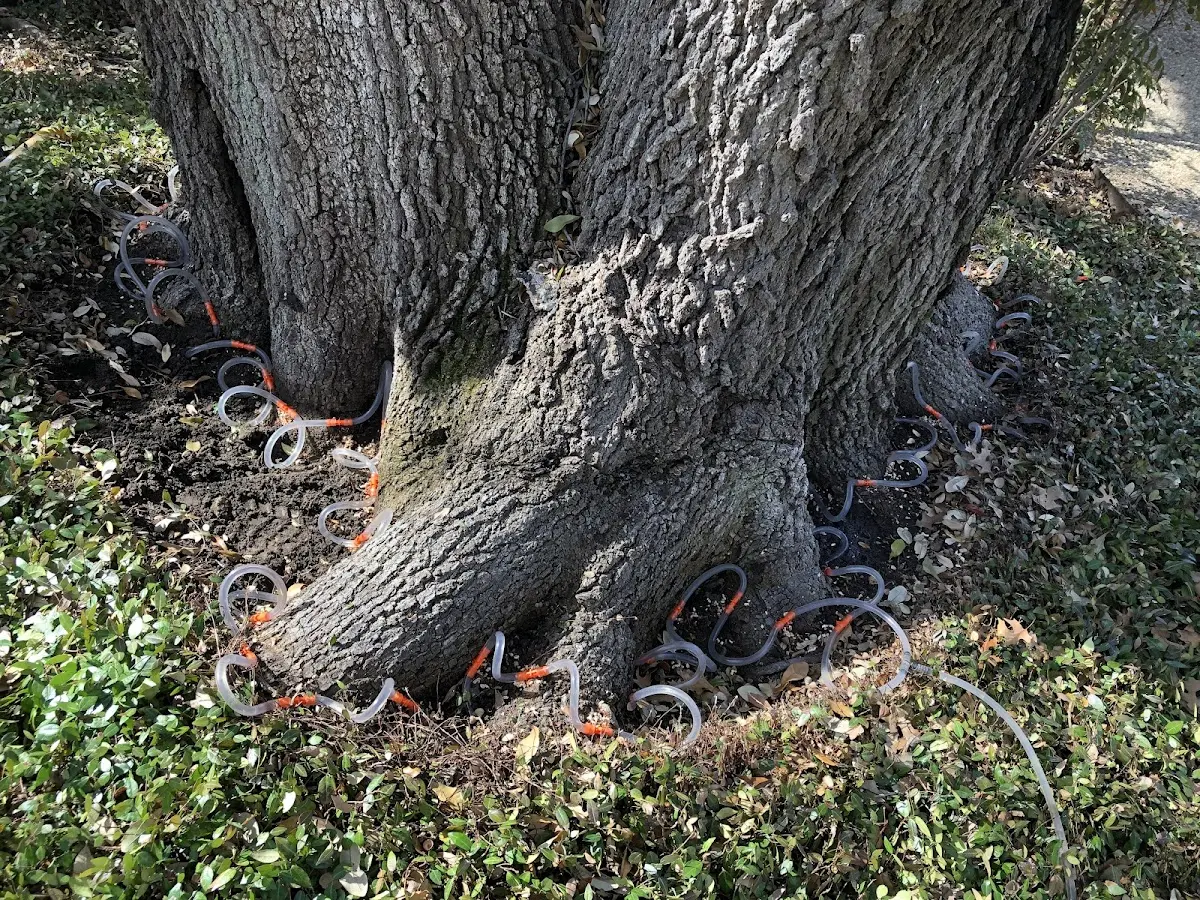 Detailed Tree Cabling and Bracing job site in Ihlen